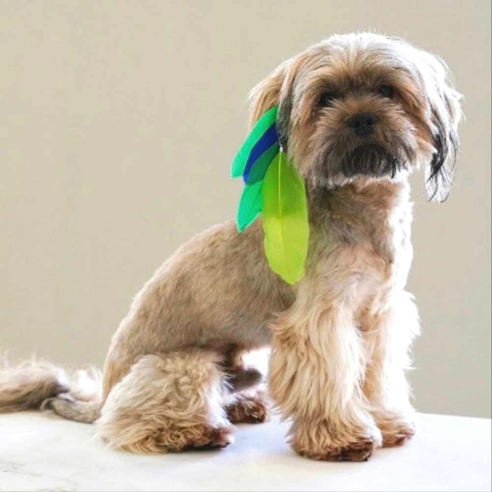 Blue Green Feathers Fur Hair Accessories Clips Dog Cat Justice Pet